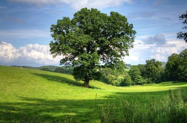 Avantages du camping à Trèbes