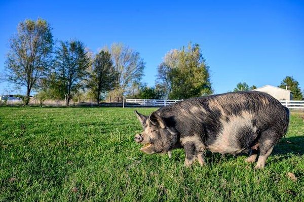 Découvrez les charmes d'une mini ferme en Vendée