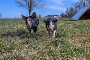 Les attractions de la mini-ferme en Vendée, permettant de découvrir la vie rurale et les animaux